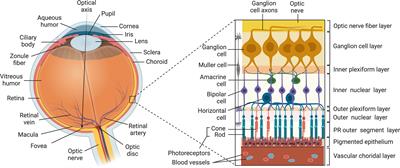 Uveitis: Molecular Pathogenesis and Emerging Therapies